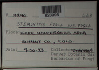 Stemonitis fusca image